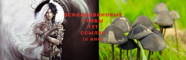 сатива Богородск